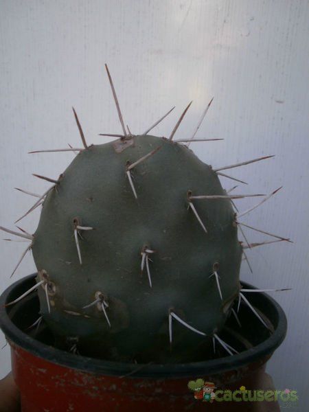 A photo of Opuntia sulphurea