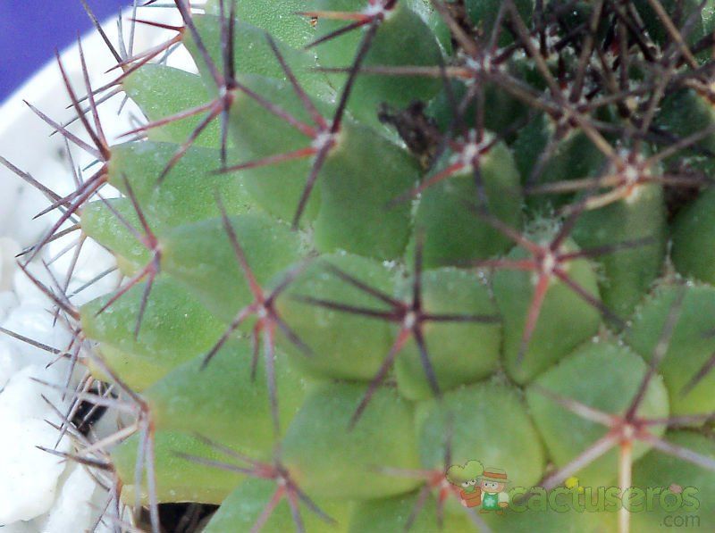 A photo of Mammillaria polythele ssp. durispina