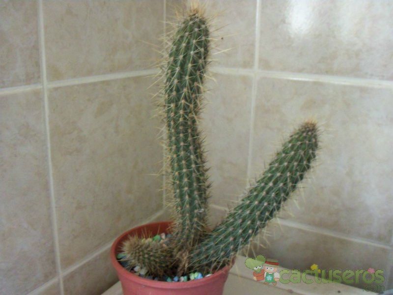 A photo of Cleistocactus baumannii ssp. santacruzensis