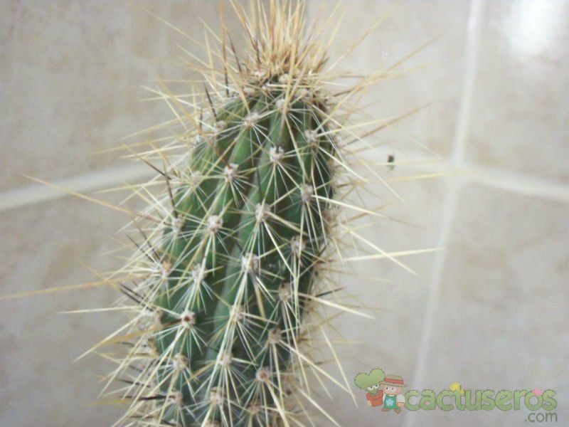 A photo of Cleistocactus baumannii ssp. santacruzensis