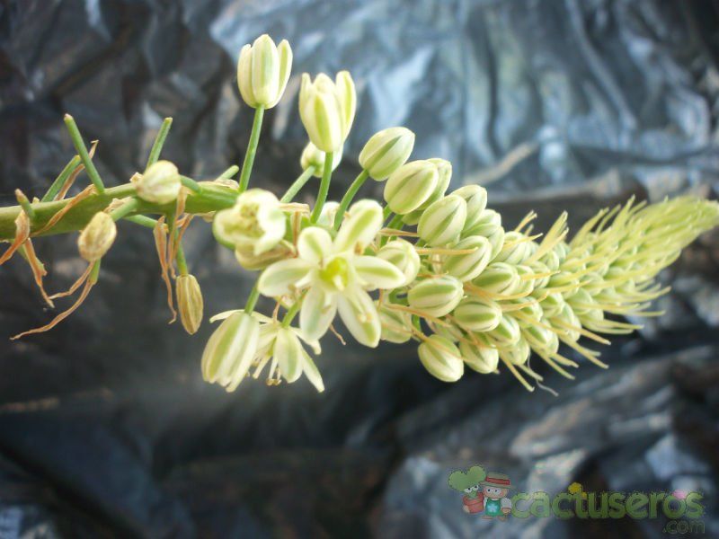 A photo of Albuca bracteata