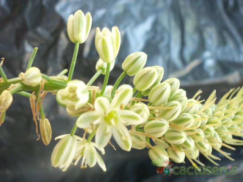 A photo of Albuca bracteata