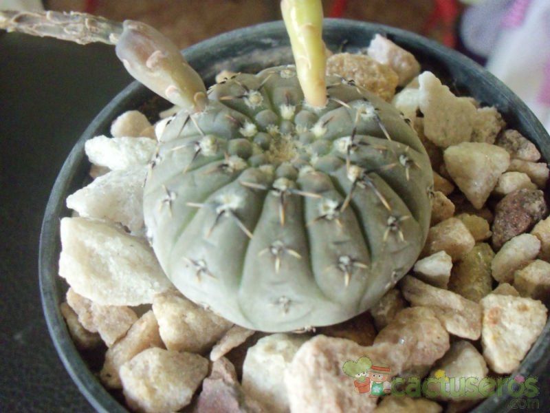 Una foto de Gymnocalycium bodenbenderianum