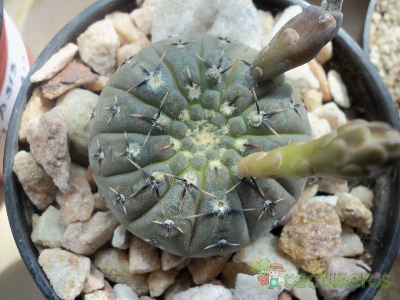 Una foto de Gymnocalycium bodenbenderianum