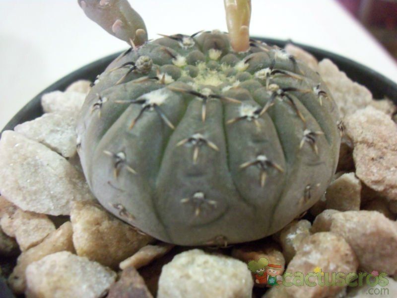 Una foto de Gymnocalycium bodenbenderianum
