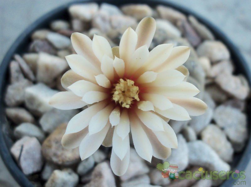 Una foto de Gymnocalycium bodenbenderianum