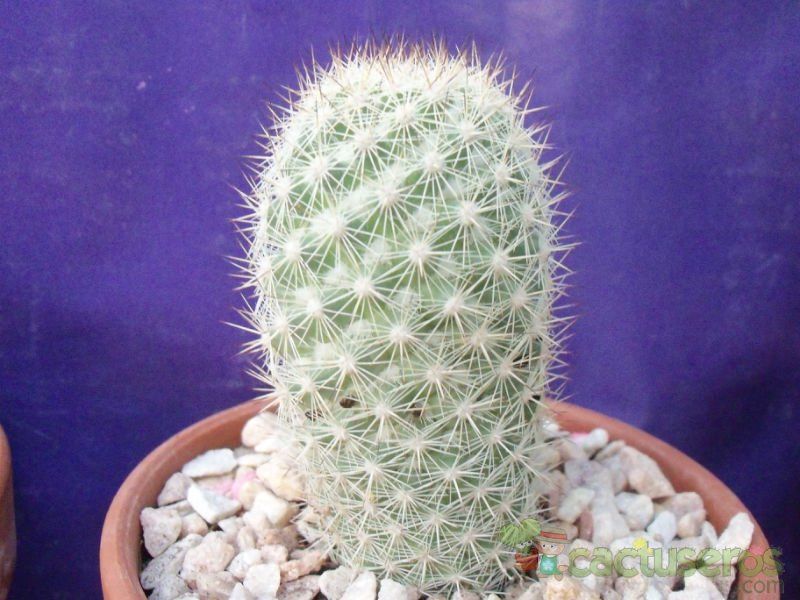 A photo of Mammillaria albicans ssp. albicans