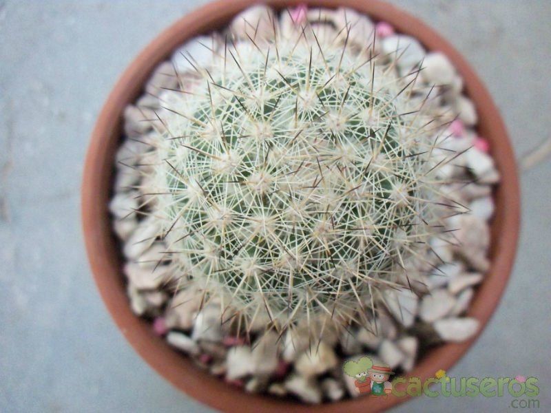 A photo of Mammillaria albicans ssp. albicans