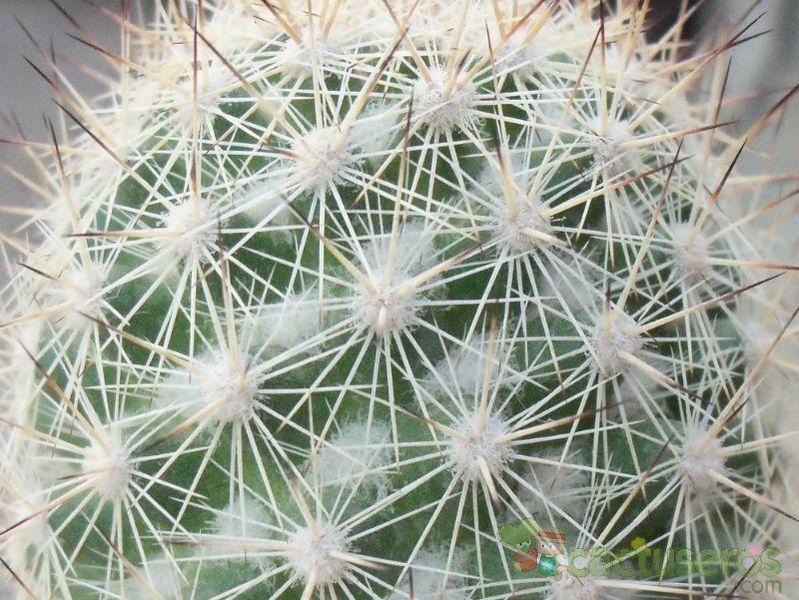 A photo of Mammillaria albicans ssp. albicans