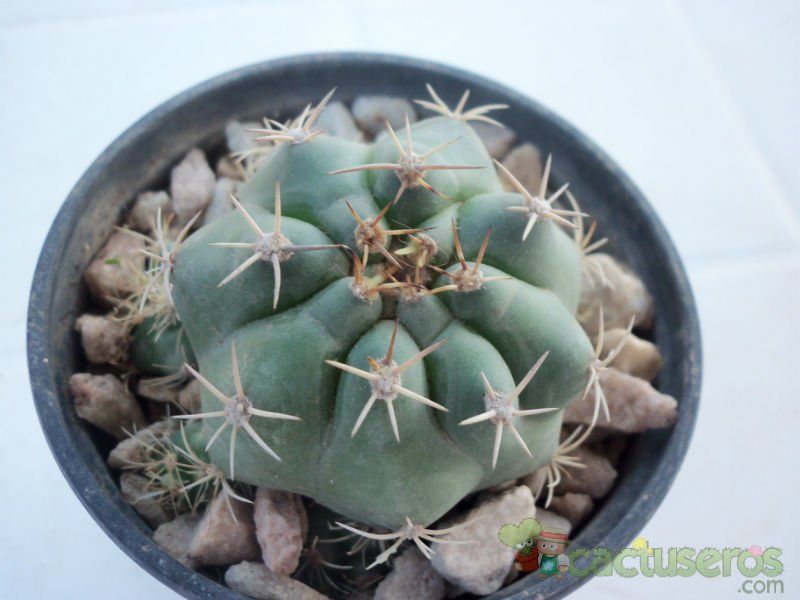 Una foto de Matucana paucicostata