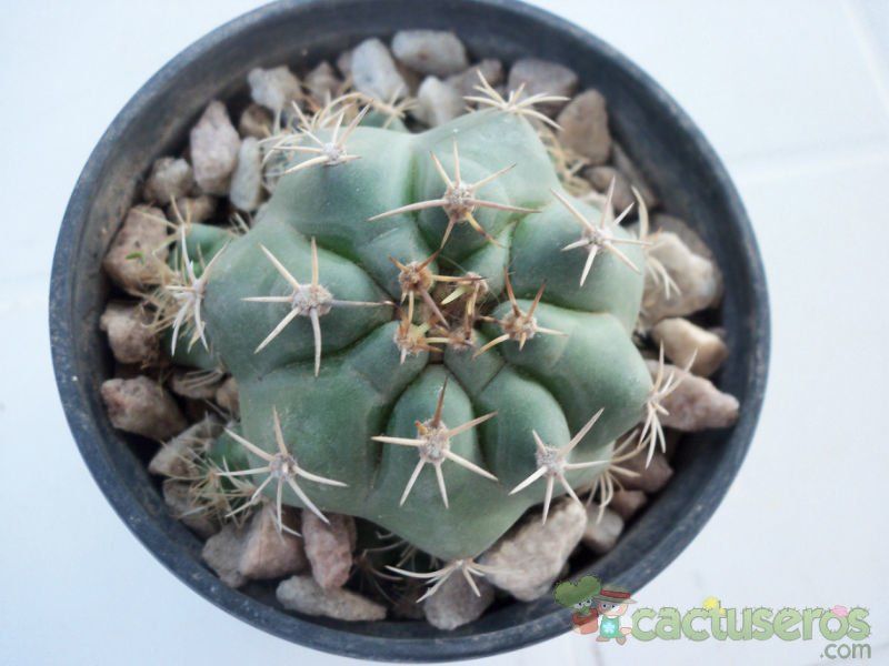 Una foto de Matucana paucicostata