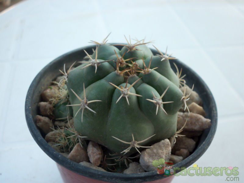 Una foto de Matucana paucicostata