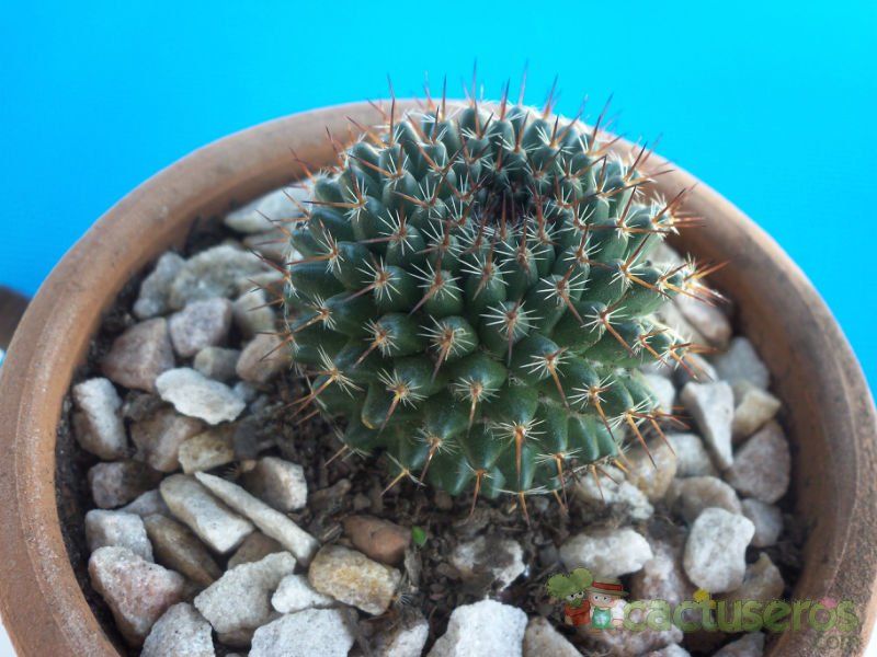 A photo of Mammillaria pseudocrucigera