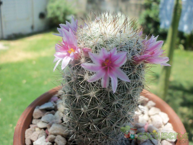 A photo of Mammillaria albicans ssp. albicans