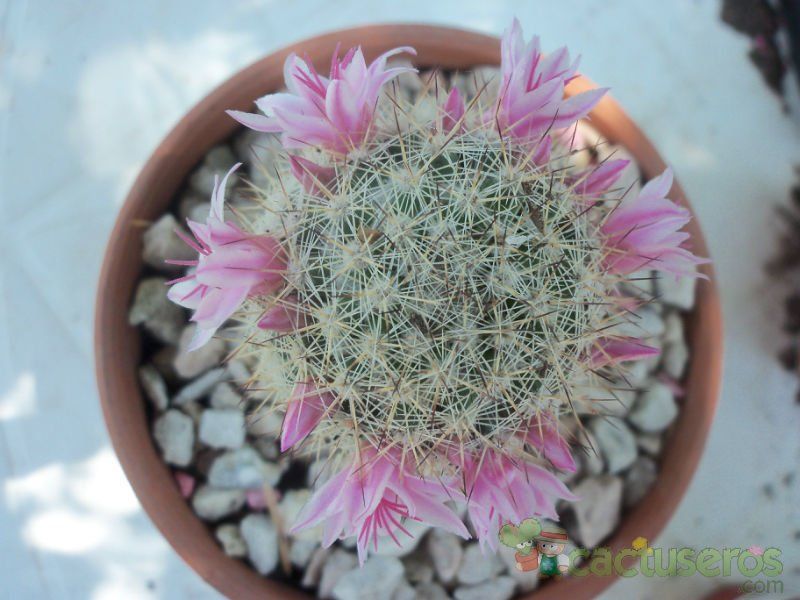 A photo of Mammillaria albicans ssp. albicans