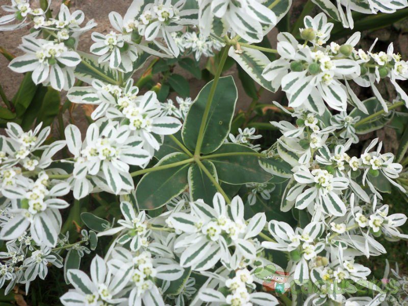 Una foto de Euphorbia marginata
