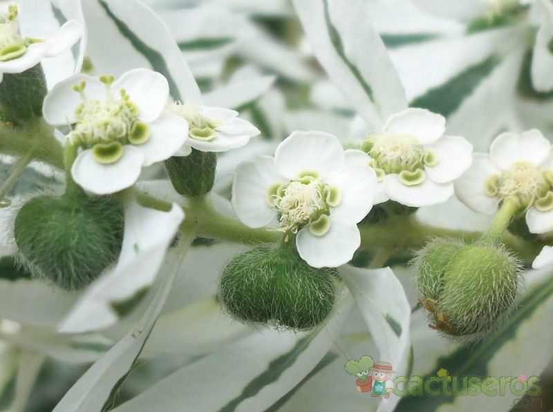 Una foto de Euphorbia marginata