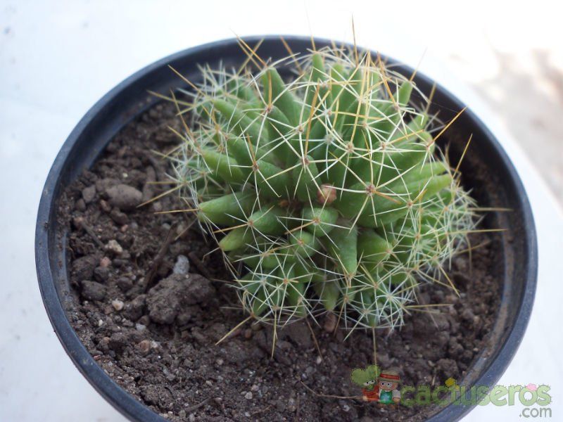 Una foto de Mammillaria decipiens ssp. decipiens