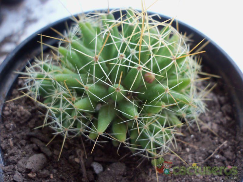 Una foto de Mammillaria decipiens ssp. decipiens