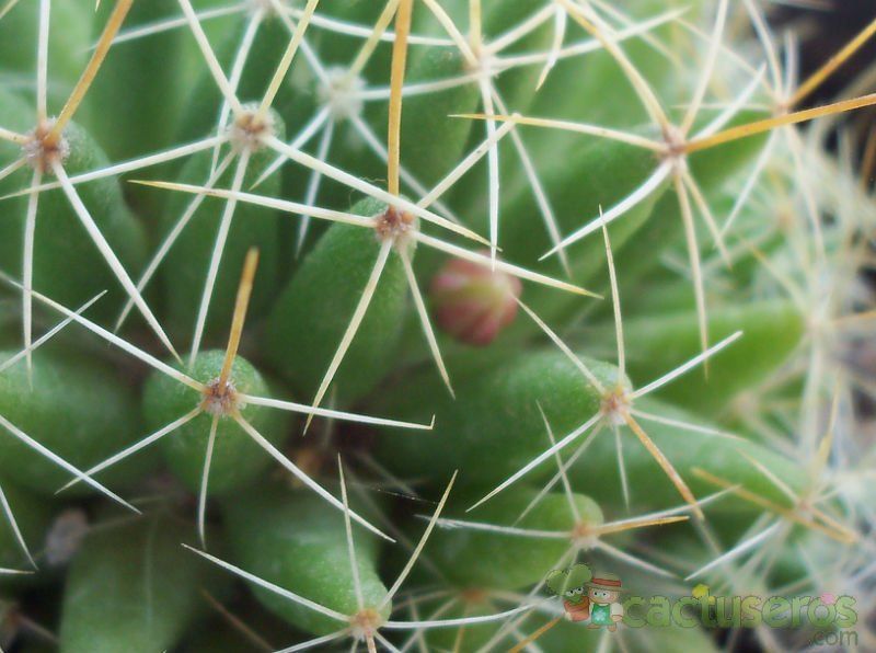 Una foto de Mammillaria decipiens ssp. decipiens