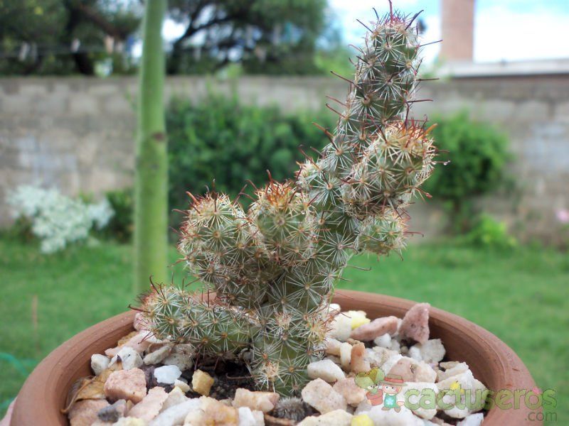 A photo of Mammillaria thornberi ssp. yaquensis