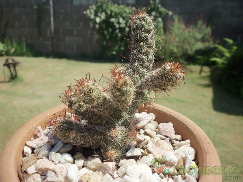 A photo of Mammillaria thornberi ssp. yaquensis