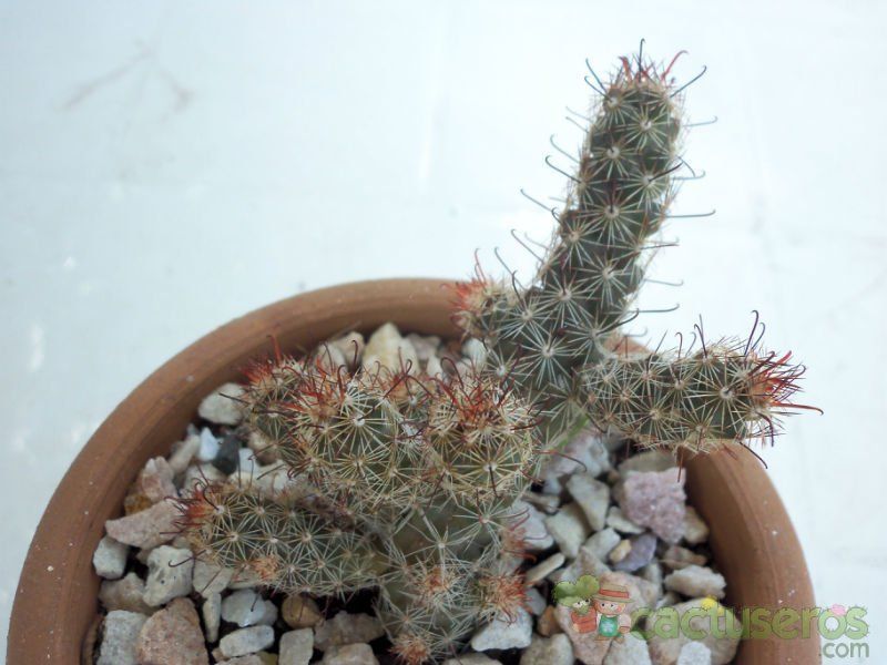 A photo of Mammillaria thornberi ssp. yaquensis