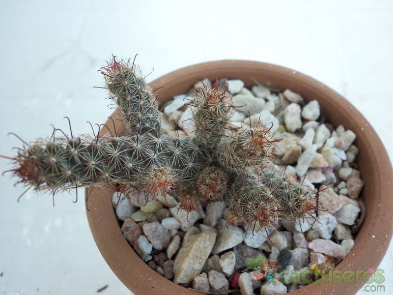 A photo of Mammillaria thornberi ssp. yaquensis