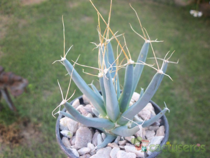 A photo of Leuchtenbergia principis