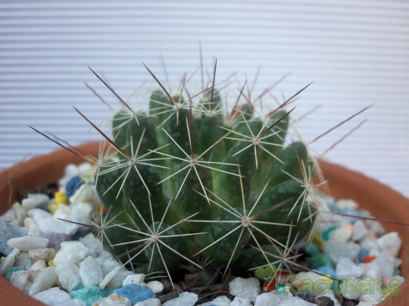 A photo of Mammillaria decipiens ssp. decipiens