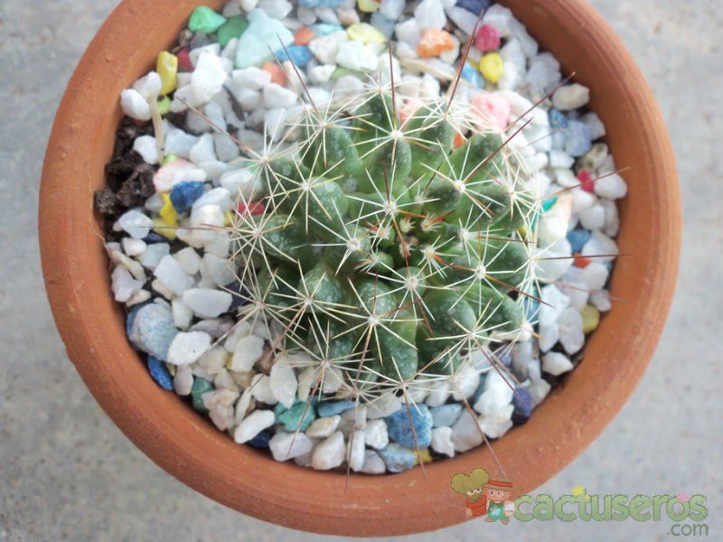A photo of Mammillaria decipiens ssp. decipiens