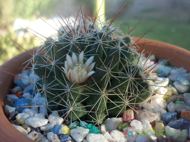 A photo of Mammillaria decipiens ssp. decipiens