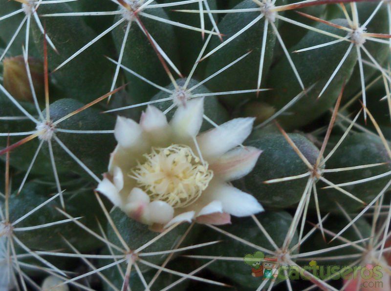 A photo of Mammillaria decipiens ssp. decipiens