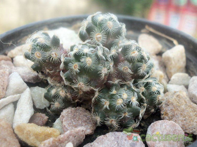 A photo of Mammillaria saboae ssp. haudeana