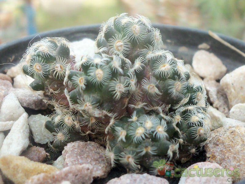 A photo of Mammillaria saboae ssp. haudeana