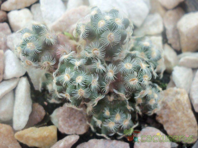 A photo of Mammillaria saboae ssp. haudeana