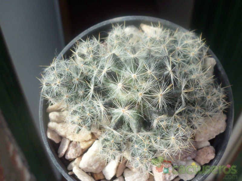Mammillaria prolifera ssp. haitiensis | cactuseros.com