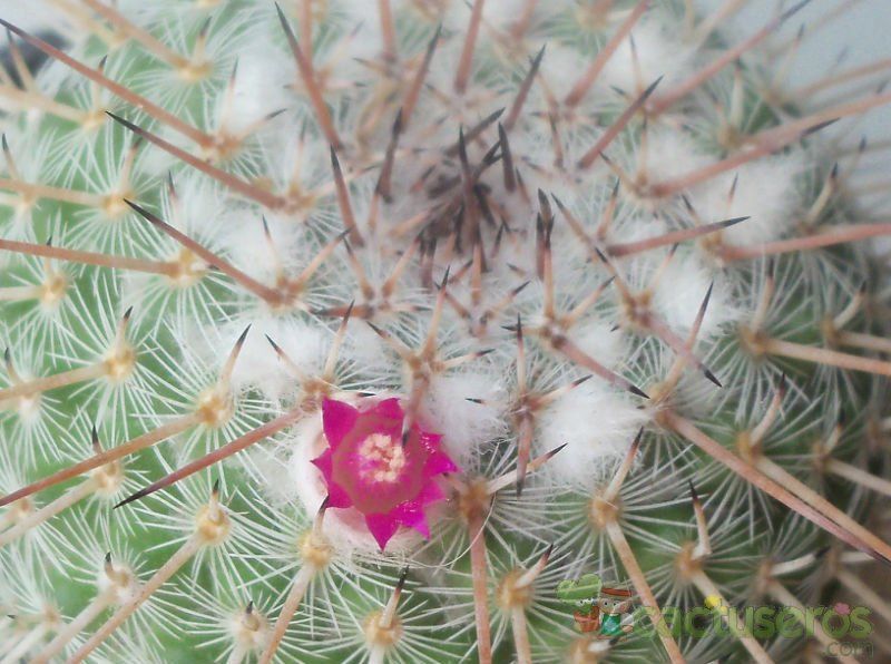 Una foto de Mammillaria parkinsonii