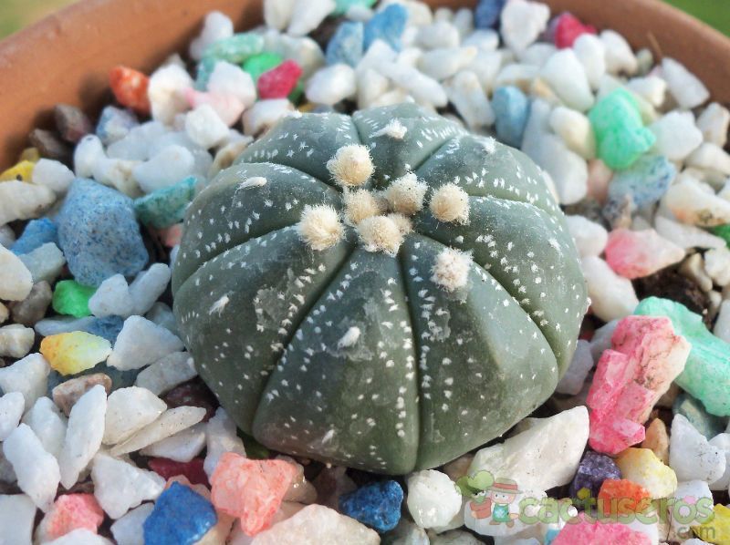 A photo of Astrophytum asterias