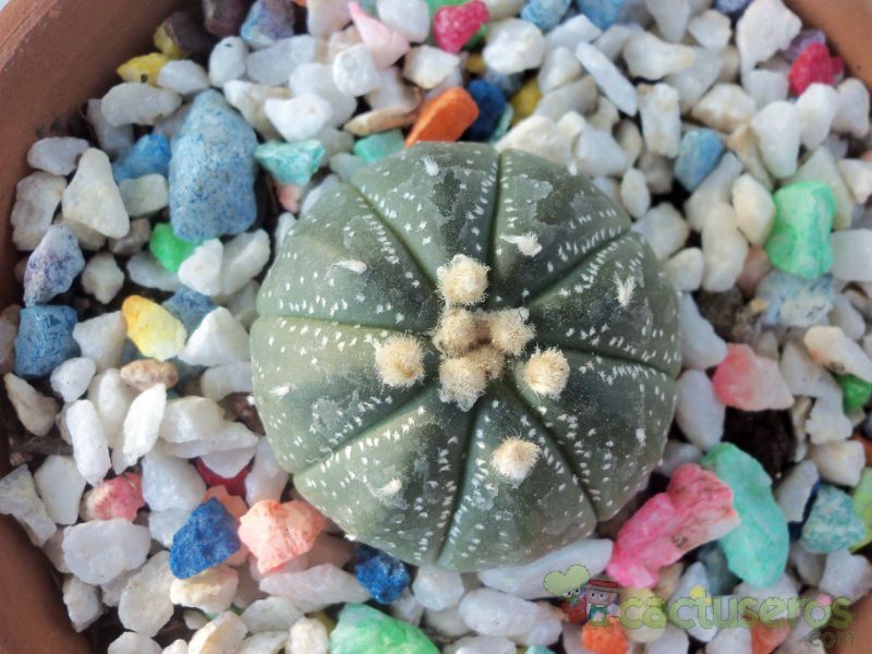 A photo of Astrophytum asterias