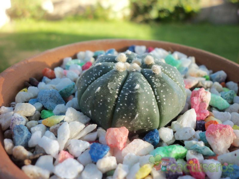 A photo of Astrophytum asterias