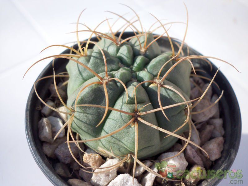 A photo of Gymnocalycium ritterianum