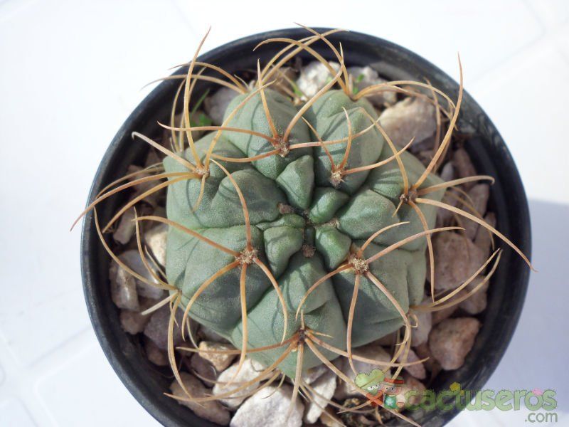 A photo of Gymnocalycium ritterianum
