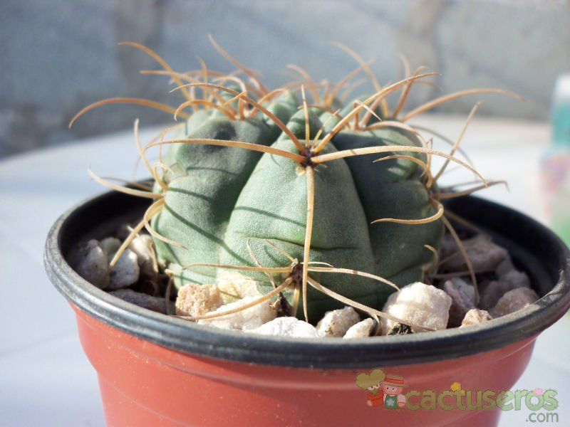 A photo of Gymnocalycium ritterianum