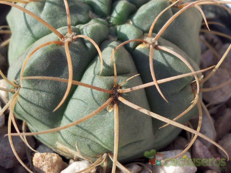 A photo of Gymnocalycium ritterianum