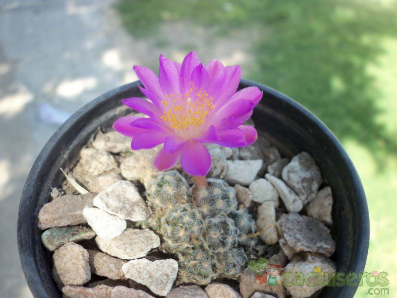 A photo of Mammillaria saboae ssp. haudeana