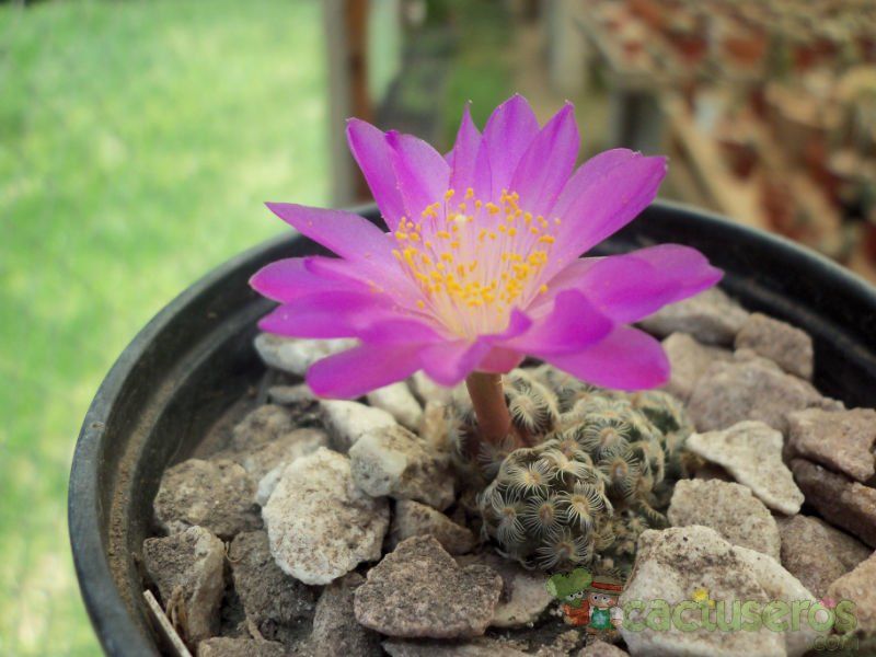 A photo of Mammillaria saboae ssp. haudeana