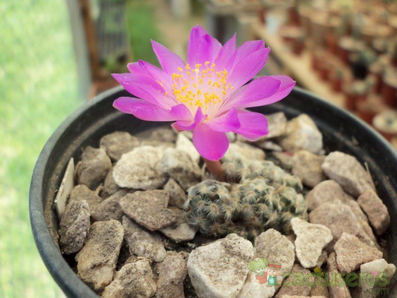 A photo of Mammillaria saboae ssp. haudeana