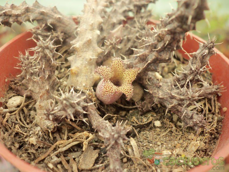 Una foto de Stapelianthus decaryi