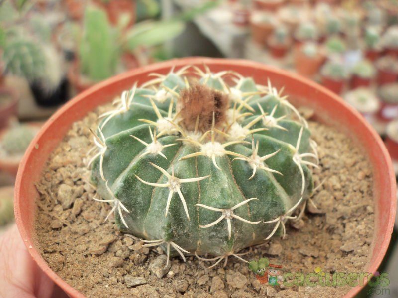 A photo of Parodia sellowii